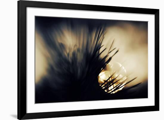 Pine Needles at Sunset-Ursula Abresch-Framed Photographic Print