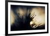 Pine Needles at Sunset-Ursula Abresch-Framed Photographic Print