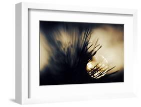 Pine Needles at Sunset-Ursula Abresch-Framed Photographic Print