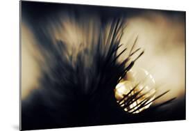 Pine Needles at Sunset-Ursula Abresch-Mounted Photographic Print