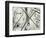 Pine Needles, Oregon, 1972-Brett Weston-Framed Photographic Print