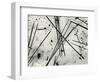 Pine Needles, Oregon, 1972-Brett Weston-Framed Photographic Print