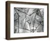 Pine Needles, Oregon, 1972-Brett Weston-Framed Photographic Print