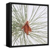 Pine Needles-DLILLC-Framed Stretched Canvas