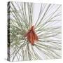 Pine Needles-DLILLC-Stretched Canvas