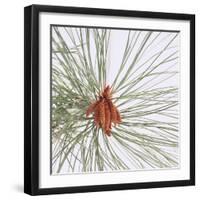 Pine Needles-DLILLC-Framed Premium Photographic Print