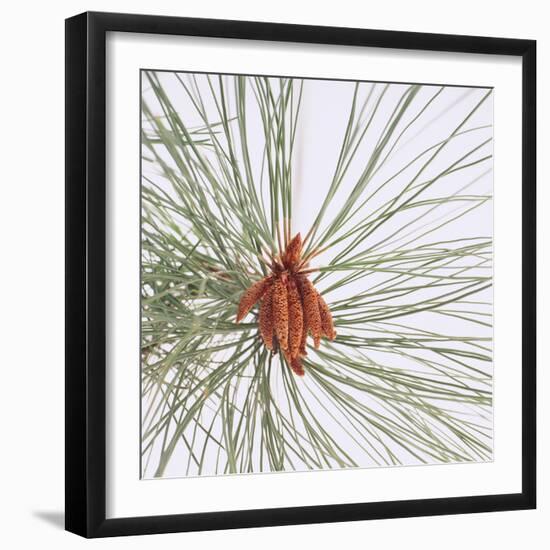 Pine Needles-DLILLC-Framed Premium Photographic Print