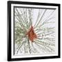 Pine Needles-DLILLC-Framed Photographic Print