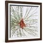 Pine Needles-DLILLC-Framed Photographic Print