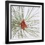 Pine Needles-DLILLC-Framed Photographic Print