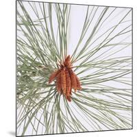 Pine Needles-DLILLC-Mounted Photographic Print