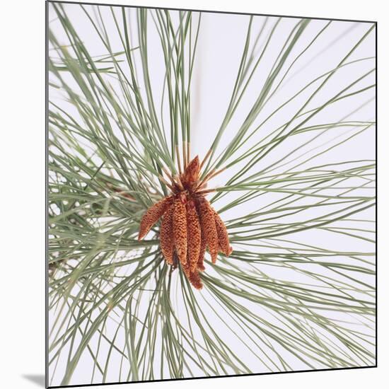 Pine Needles-DLILLC-Mounted Photographic Print