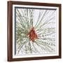 Pine Needles-DLILLC-Framed Photographic Print