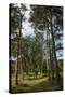 Pine Path Vertical-Robert Goldwitz-Stretched Canvas