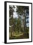 Pine Path Vertical-Robert Goldwitz-Framed Photographic Print