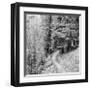 Pine Path-Erin Clark-Framed Giclee Print