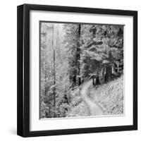 Pine Path-Erin Clark-Framed Giclee Print