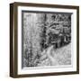 Pine Path-Erin Clark-Framed Giclee Print