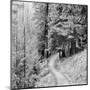 Pine Path-Erin Clark-Mounted Giclee Print