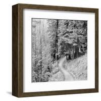 Pine Path-Erin Clark-Framed Art Print