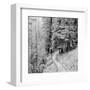 Pine Path-Erin Clark-Framed Art Print