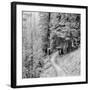 Pine Path-Erin Clark-Framed Art Print