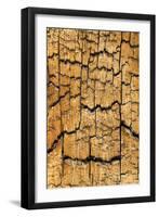 Pine Patterns I-Kathy Mahan-Framed Photographic Print