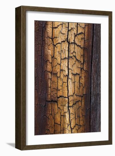 Pine Patterns II-Kathy Mahan-Framed Photographic Print