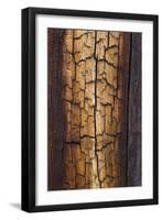 Pine Patterns II-Kathy Mahan-Framed Photographic Print