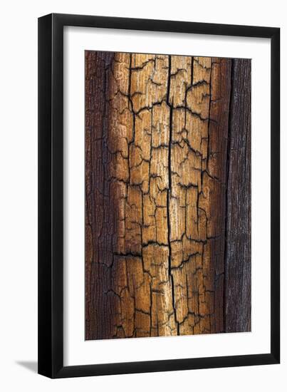 Pine Patterns II-Kathy Mahan-Framed Photographic Print