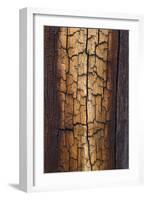 Pine Patterns II-Kathy Mahan-Framed Photographic Print