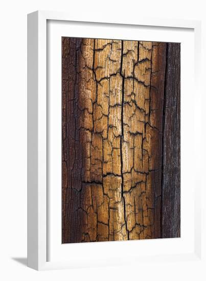 Pine Patterns II-Kathy Mahan-Framed Photographic Print