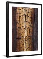 Pine Patterns II-Kathy Mahan-Framed Photographic Print