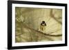 Pine Peekaboo-Wild Wonders of Europe-Framed Giclee Print