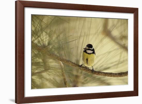 Pine Peekaboo-Wild Wonders of Europe-Framed Giclee Print