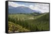 Pine Plantation for Logging Industry, Near Nelson, South Island, New Zealand, Pacific-Stuart Black-Framed Stretched Canvas