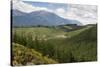 Pine Plantation for Logging Industry, Near Nelson, South Island, New Zealand, Pacific-Stuart Black-Stretched Canvas