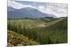 Pine Plantation for Logging Industry, Near Nelson, South Island, New Zealand, Pacific-Stuart Black-Mounted Photographic Print
