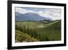 Pine Plantation for Logging Industry, Near Nelson, South Island, New Zealand, Pacific-Stuart Black-Framed Photographic Print