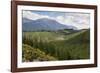 Pine Plantation for Logging Industry, Near Nelson, South Island, New Zealand, Pacific-Stuart Black-Framed Photographic Print
