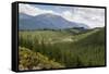 Pine Plantation for Logging Industry, Near Nelson, South Island, New Zealand, Pacific-Stuart Black-Framed Stretched Canvas