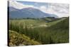 Pine Plantation for Logging Industry, Near Nelson, South Island, New Zealand, Pacific-Stuart Black-Stretched Canvas