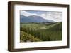 Pine Plantation for Logging Industry, Near Nelson, South Island, New Zealand, Pacific-Stuart Black-Framed Photographic Print