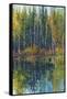 Pine Reflection I-Tim O'toole-Framed Stretched Canvas