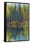 Pine Reflection I-Tim O'toole-Framed Stretched Canvas