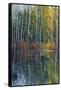 Pine Reflection II-Tim O'toole-Framed Stretched Canvas