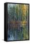 Pine Reflection II-Tim O'toole-Framed Stretched Canvas