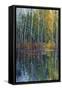 Pine Reflection II-Tim O'toole-Framed Stretched Canvas