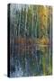 Pine Reflection II-Tim O'toole-Stretched Canvas