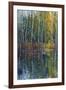 Pine Reflection II-Tim O'toole-Framed Art Print